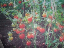 итоги огородного сезона